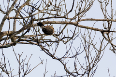 Melanerpes pygmaeus