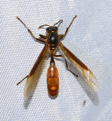 Apoica