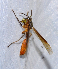 Apoica