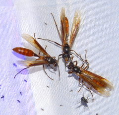 Apoica