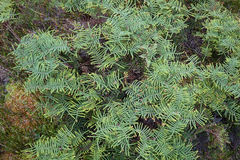 Gleichenia alpina