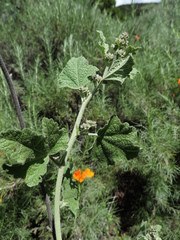 Malacothamnus hallii