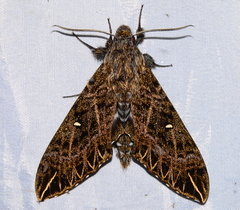 Euryglottis dognini