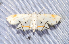 Musotiminae