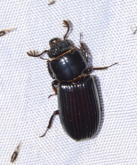 Odontotaenius