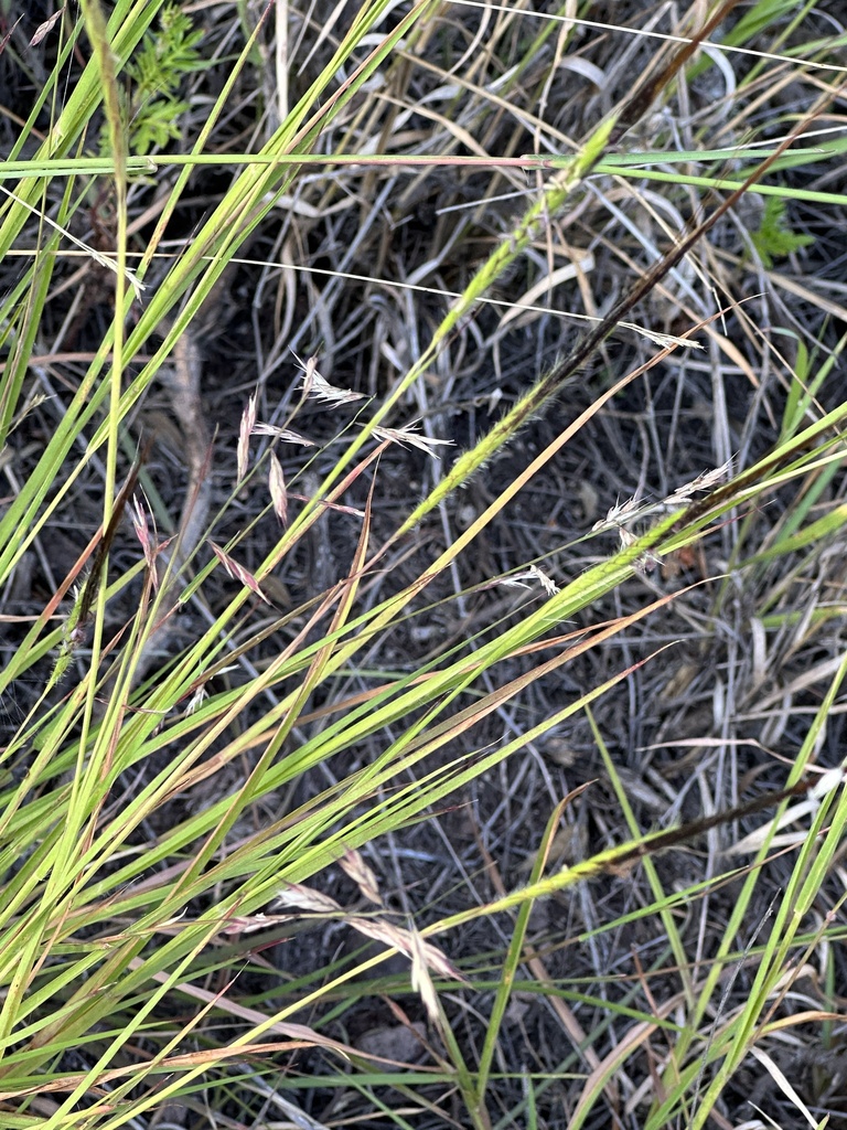 tanglehead from San Pablo Etla, San Pablo Etla, Oax., MX on October 3 ...