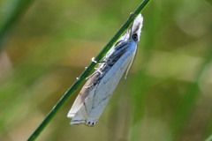 Crambus lathoniellus