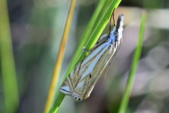 Crambus lathoniellus