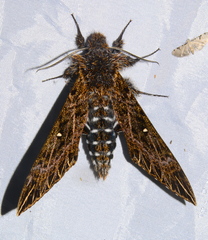 Euryglottis dognini