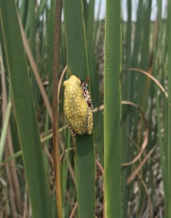 Hyperolius marginatus