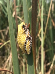 Hyperolius marginatus