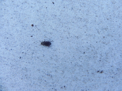 Blapstinus