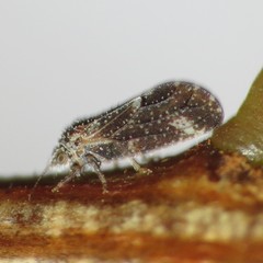 Aphalaroida pithecolobia