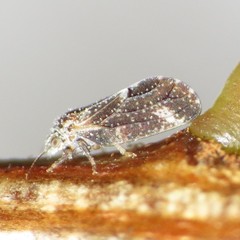 Aphalaroida pithecolobia