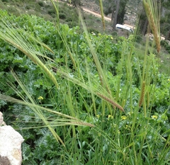 Hordeum spontaneum