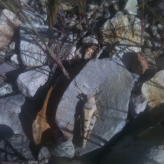 Cibolacris parviceps