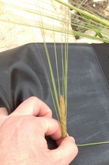 Hordeum spontaneum