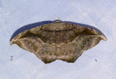 Oxydia scriptipennaria