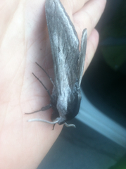 Sphinx perelegans