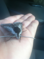 Sphinx perelegans