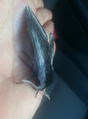 Sphinx perelegans