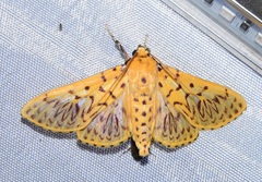 Polygrammodes runicalis