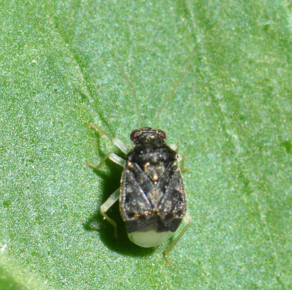 Cyrtocapsus pallipes