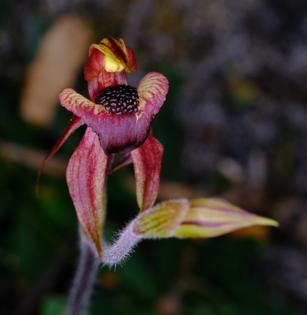 Caladenia tessellata