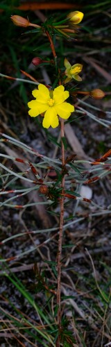 Image of Prickly Guinea Flower (Hibbertia acicularis) by (c) Peter Crowcroft, some rights reserved (CC BY)