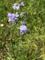 Nuttallanthus texanus