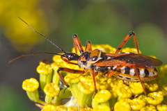 Rhynocoris punctiventris