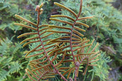 Gleichenia alpina