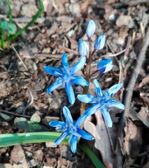 Scilla bifolia