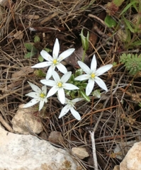 Ornithogalum umbellatum