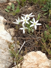 Ornithogalum umbellatum