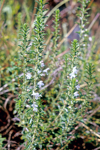 Summer Savory