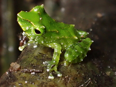 Pristimantis galdi