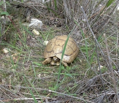 Testudo graeca