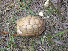 Testudo graeca