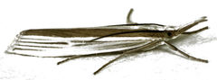 Orocrambus angustipennis