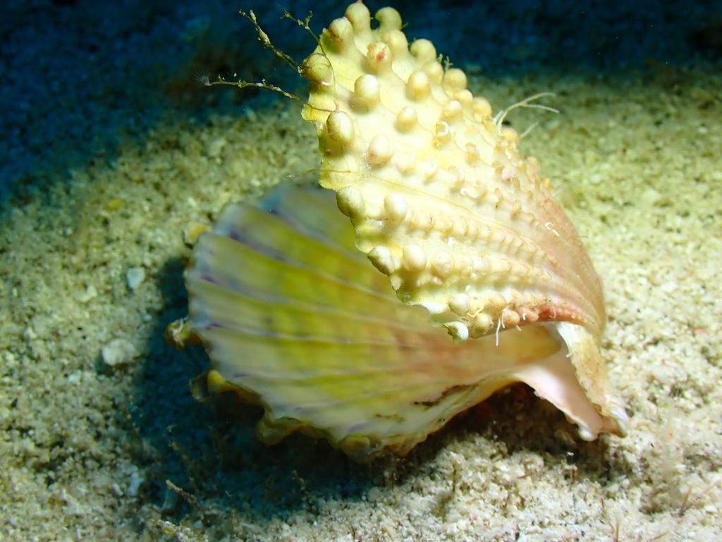 Knobby Scallop