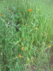 Papaver heterophyllum
