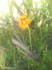 Papaver heterophyllum