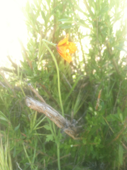 Papaver heterophyllum