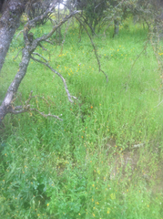 Papaver heterophyllum