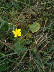 Ficaria verna ficariiformis