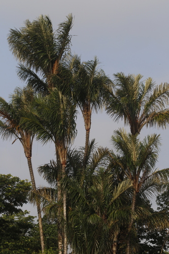 Astrocaryum vulgare Mart.