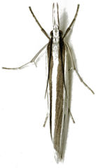 Orocrambus angustipennis