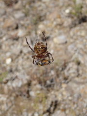 Backobourkia brouni