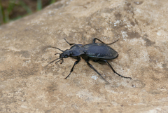 Carabus rossii